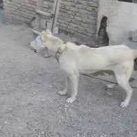 توله سگ سرابی ماده ۹ ماهه قیمت ۱۰ میلیون