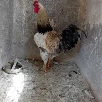خروس برهوما