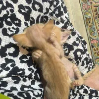 بچه گربه dshواگذار میشود نر ..نارنجی