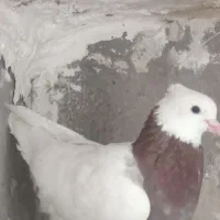 کفتر سار سینه کلاغ رسمی
