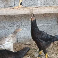 مرغ و جوجه لاری ولری