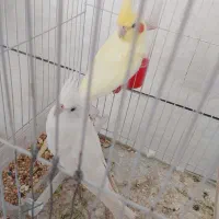 ۲ جفت کوتوله و جفت عروس فقط مونده