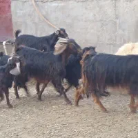 تی بز