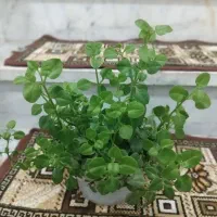 تعدادی گل|گل و گیاه طبیعی|زبرخان, |دیوار