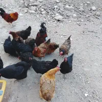تعدادی مرغ تخم گذار