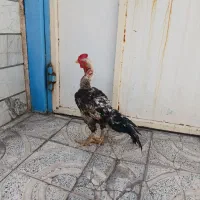 خروس|حیوانات مزرعه|تاکستان, |دیوار