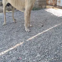 سگ سرابی