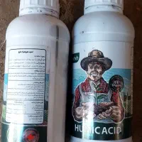گندم بذری باران