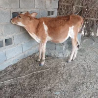 گوساله ماده