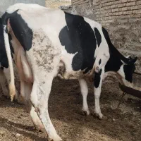 گاو شیری