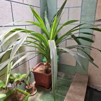 گل طبیعی|گل و گیاه طبیعی|یاسوج, |دیوار