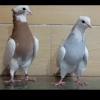 کبوتر