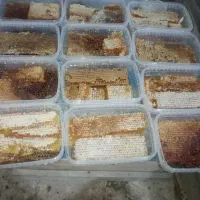 عسل طبیعی کوردستان