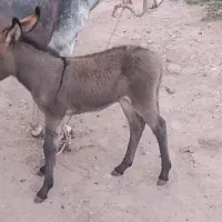 شیر الاغ