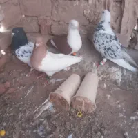 ۴تا گرفتنی هوایی