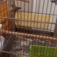 جوجه سهره قناری