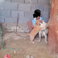 سگ پاکوتاه با توله