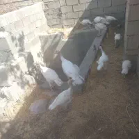 جوجه بوقلمون درشت دو ماهه بیوتی