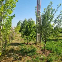باغچه در روستای اقاباقر  جنب پل قطار