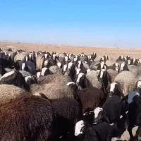 تعداد 180 راس نژاد شال .