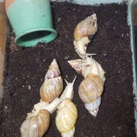 حلزون آچاتینا