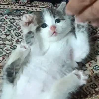 بچه گربه