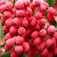 آب زرشک وکشک گوسفندی