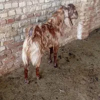 کهره چبش بذری