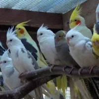 دو تا عروس هلندی و دوتا طوطی برزیلی رنگ آبی
