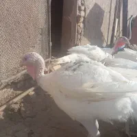 بوقلمون بیوتی 6
