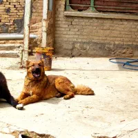 توله سگ نر