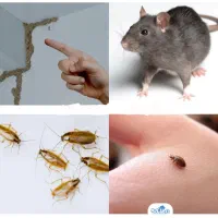 خدمات سمپاشی سوسک کابینتی ساس موش سم پاشی حشرات
