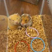 همستر کمپل دستی|موش و خرگوش|محمدیه-قزوین, |دیوار