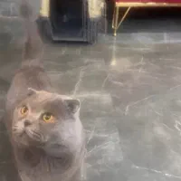 اسکاتیش نر بلو