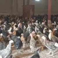 جوجه مرغ و خروس محلی و  جهادی