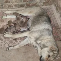 واگذاری ماده پژدر