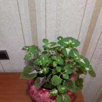 گل طبیعی|گل و گیاه طبیعی|مشهد, الهیه|دیوار