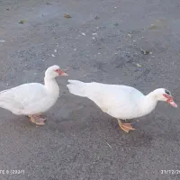 یک جفت اردک اسراییلی سفید