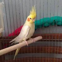 عروس هلندی ماده