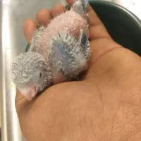 جوجه راهب