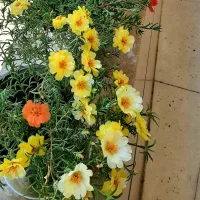 گل ناز آفتابی