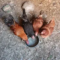 مرغ تخمگزار