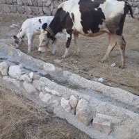 گاو وگوساله فروش