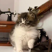 گربه پرشین کوچولو|گربه|قزوین, |دیوار