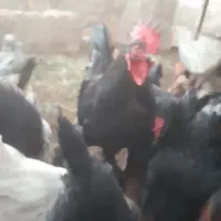 خروس سیاه
