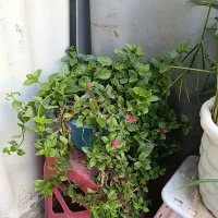 گل ناز