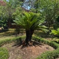 درخت سیکاس دو متری دهکده ساحلی انزلی