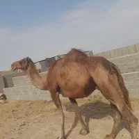 شتر آبستن