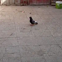 پرنده