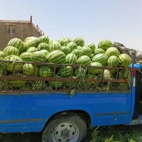 هندوانه گرد